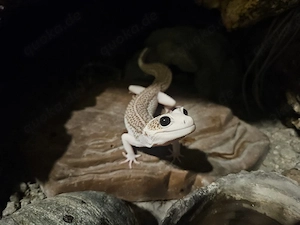 Leopardgecko 1.0 Super Galaxy Pied het. Tremper Albino 