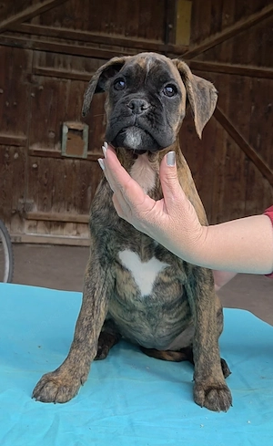 Deutsche Boxerwelpen