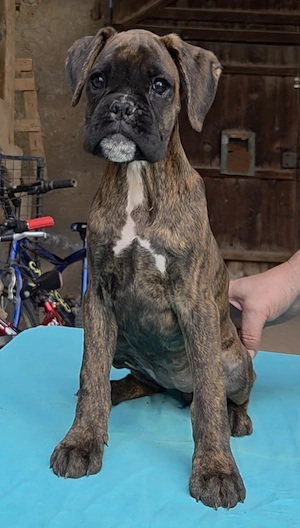 Deutsche Boxerwelpen Mädchen