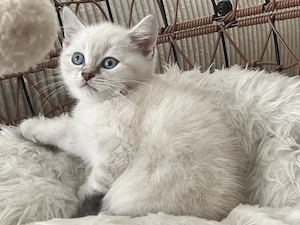 Luna Britisch Kurzhaar (BKH) sucht ein liebevolles Zuhause
