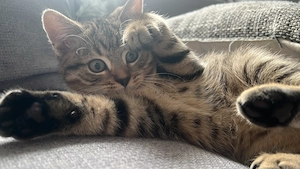 Simba lieber BKH-Mix-Kater sucht ein liebevolles Zuhause