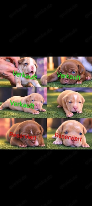 American Bully Pocket Welpen