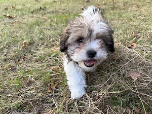 Vier süße Shih-Tzu-Malteser-Welpen suchen ein liebevolles Zuhause