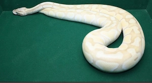 0.1 Butter Pastel Enchi Banana het DG ( Adult) 