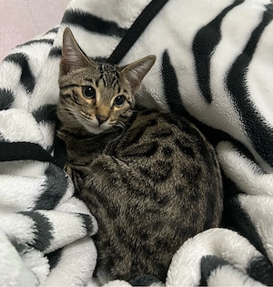 Bengal-Mix Kater sucht ein liebevolles Zuhause   