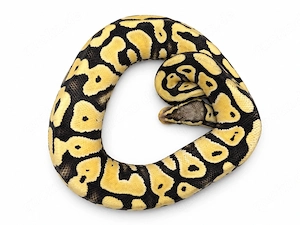 1.0 Pastel DG het Hypo 50%het. Crytic 