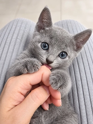 Russisch Blau Kitten mit WCF-Ahnentafel   2 Mädchen & 2 Kater