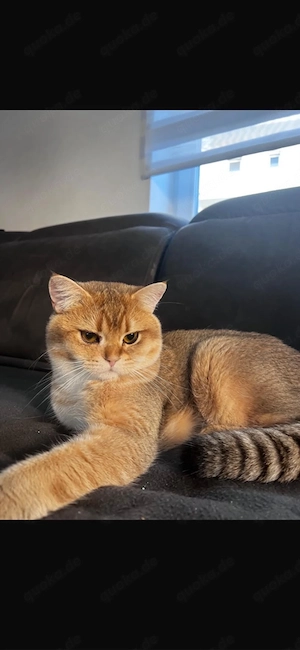 Bkh Deckkater 