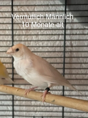 Gouldamadine