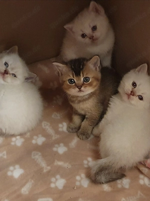 BKH kitten Blau Augen. 