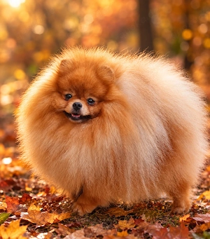 Zwergspitz Pomeranian Rüde