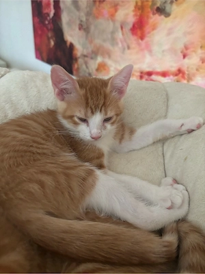 süses kleines kitten 