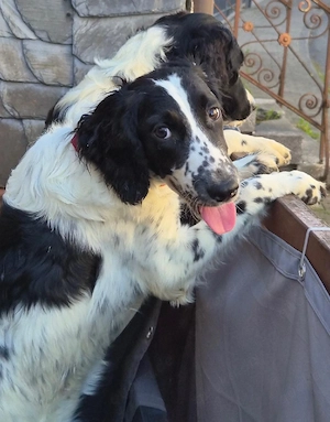 Süße Cocker Spaniel x Border Collie Welpen suchen liebevolle Familie!