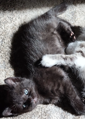 Süße Baby Katze