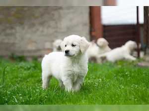 Goldenretriever Welpen