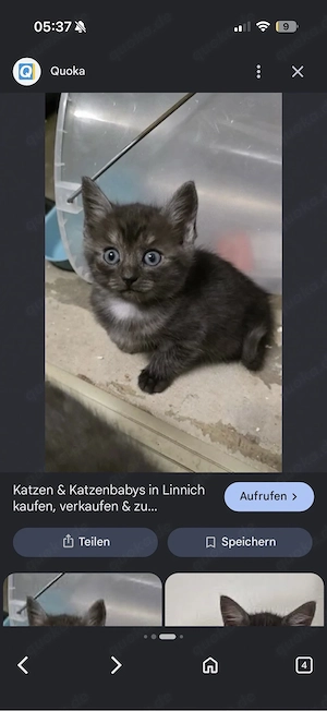 Hallo, ich wollte fragen, ob für diese Katze bereits jemand eine Anzahlung geleistet hat. 
