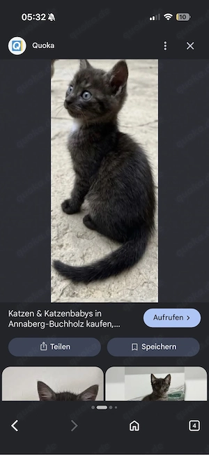 Wer hat für diese Katze eine Anzahlung geleistet?