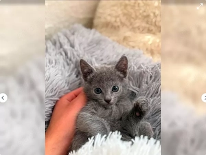 Russisch blau Kitten Reinrassig Abgabe bereit 