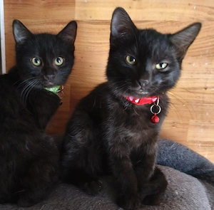 zwei schöne Katze