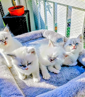 Heilige Birma Kitten
