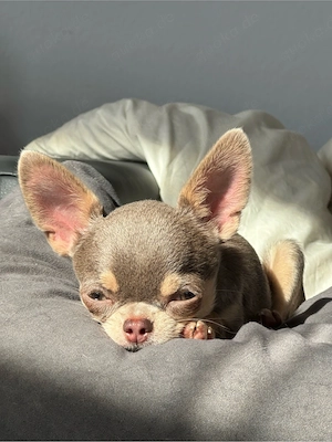 Chihuahua m lilac tan