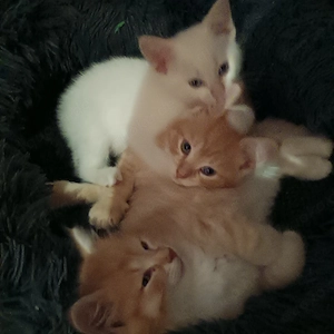 3 kleine Mix Kitten suchen 