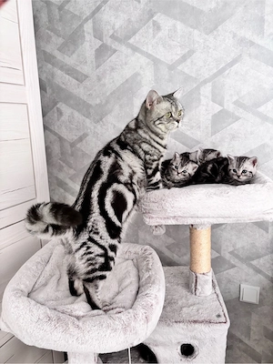 BKH Kitten Black Silver Tabby Clasic