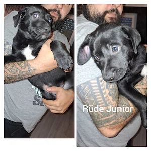 Hunde welpen