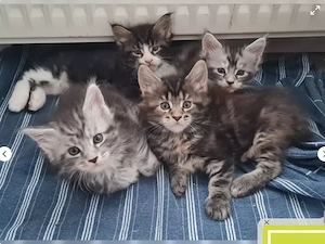 Maine Coon Kitten suchen ein liebevolles Zuhause 