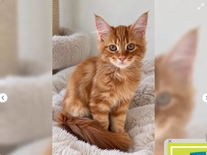 Maine Coon Kitten suchen ein liebevolles Zuhause 
