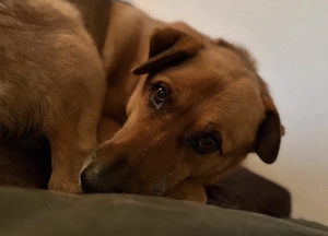 Herzenshund sucht Zuhause