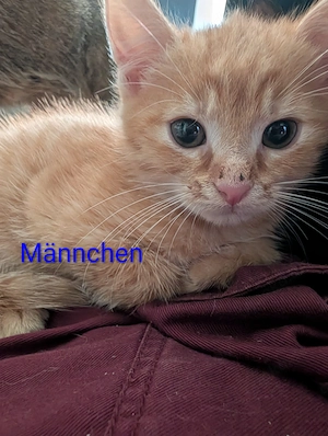 Katzenbabys suchen neues Zuhause