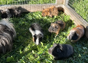 Meerschweinchen Weibchen Rosette,Glatthaar, Teddy