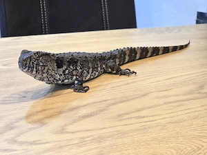 1.1 Chinesische Krokodilschwanzechsen (Shinisaurus crocodilurus)
