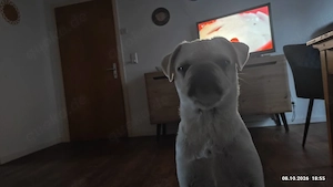 Mops in gute Hände abzugeben 