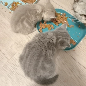 BKH Kitten (3 Jungen sind noch frei)