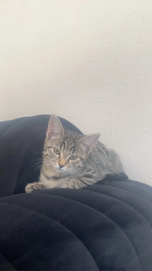 british kurzhaar katze