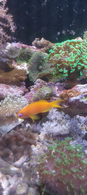 Fahnenbarsche aus Meerwasseraquarium 