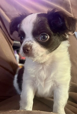 Chihuahua Langhaar Welpe