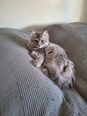 Persermix Mädchen