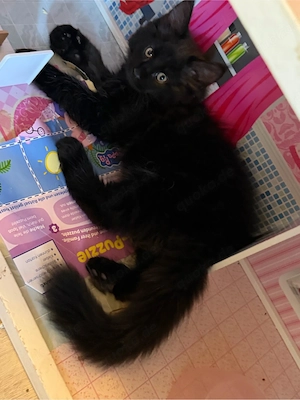 Maine Coon XL Maine coon Kitten 