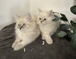 Wunderschöne Himalaya (Blue Point) Kitten abzugeben!