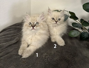Wunderschöne Himalaya (Blue Point) Kitten abzugeben!