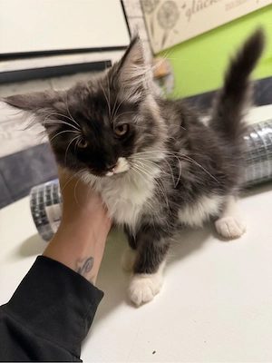 Maine Coon XL Maine coon Kitten 