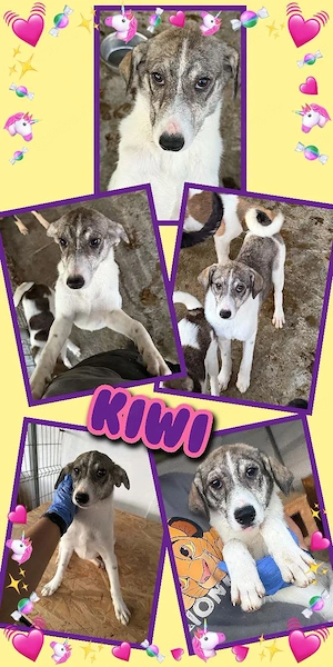wunderschönes Welpenmädchen "Kiwi" sucht ein liebevolles Zuhause