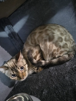 Reinrassige Bengal-Katze, 2 Jahre alt, sucht neues Zuhause