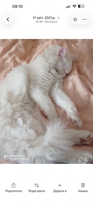  ch suche ein weißes oder rotes Kater