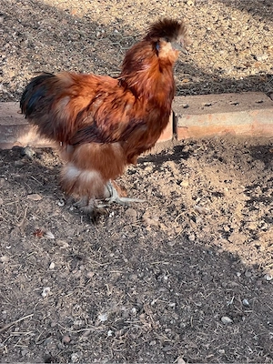 Seidenhuhn Hahn