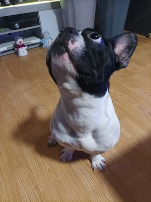 französische bulldogge 