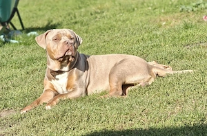 american bully rüde